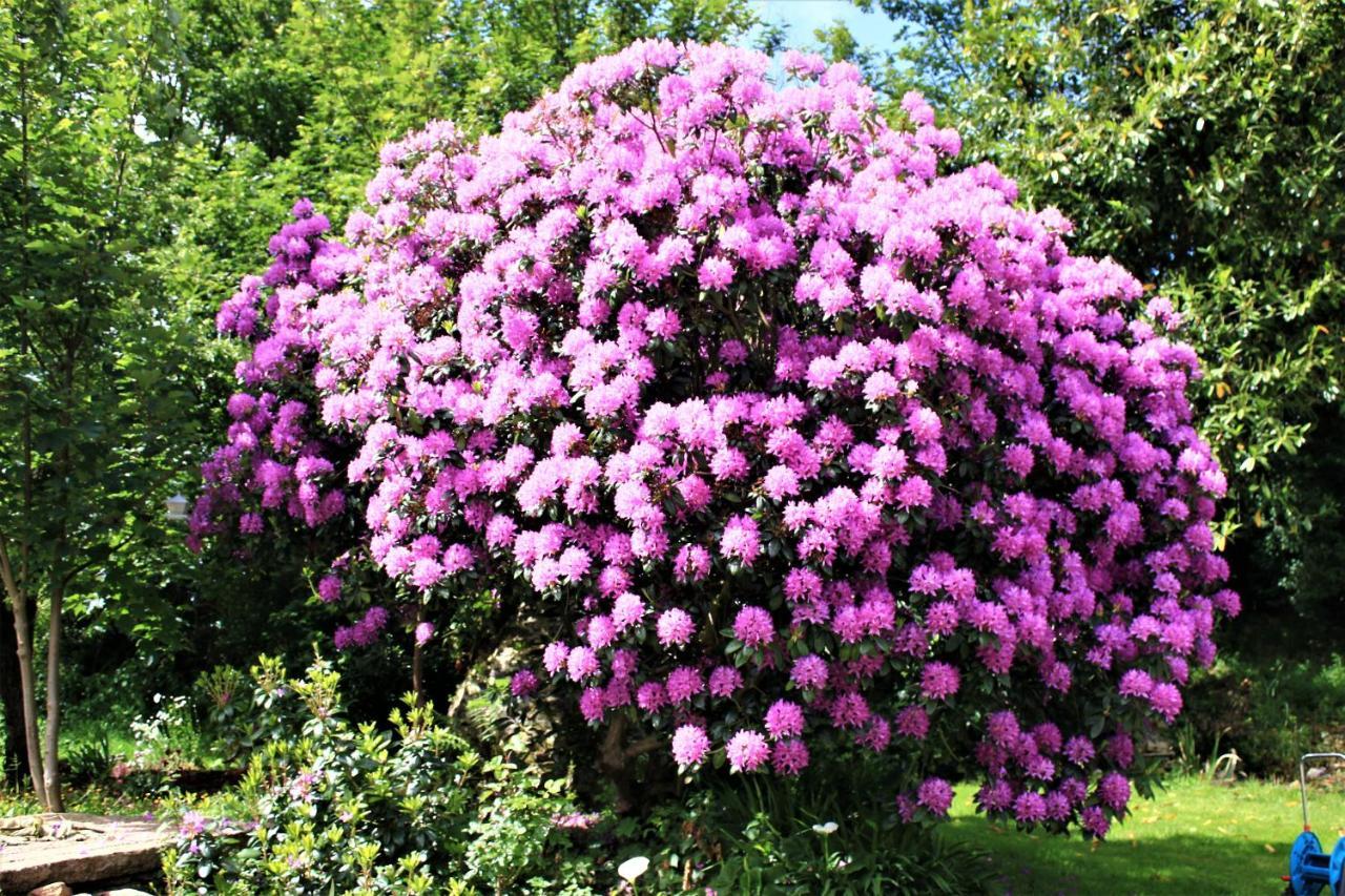 Keryerna Ar C'Haouled "Aux Hortensias" Clevacance Saint-Méen Exteriér fotografie